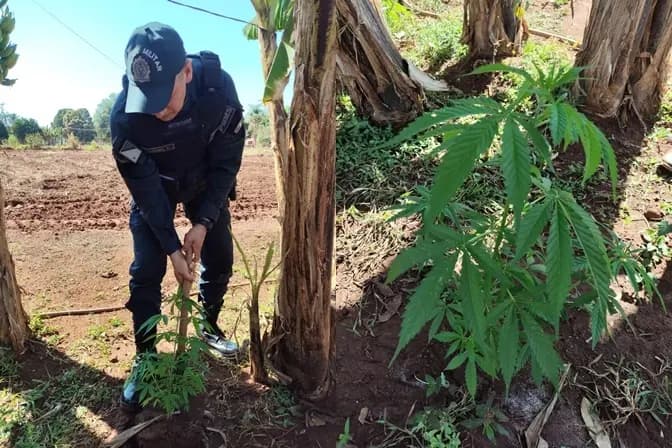 Homem é preso por cultivar pé de maconha no quintal em aldeia de Dois Irmãos do Buriti